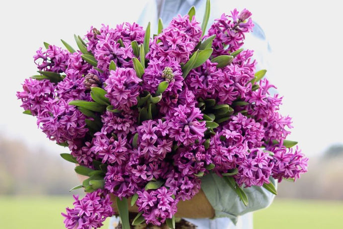 How to Grow Fabulously Fragrant Hyacinth