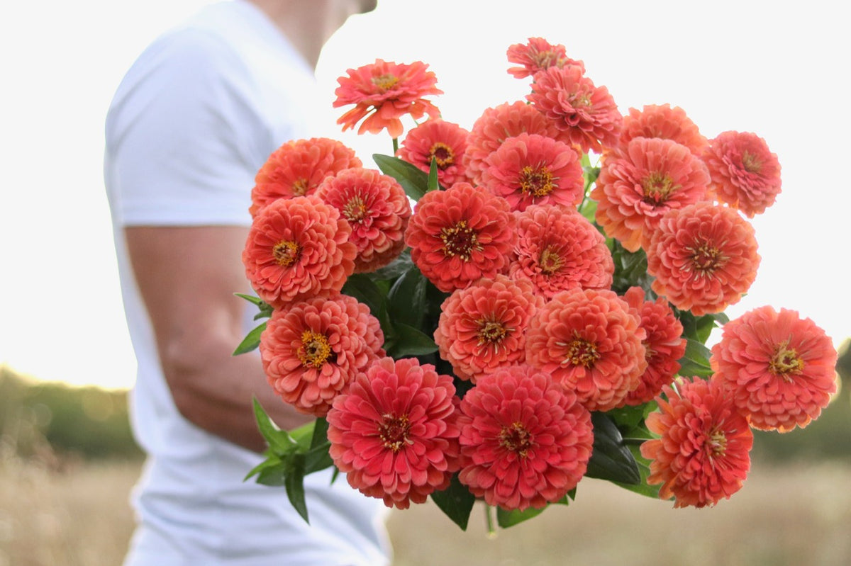 SEED COLLECTION ANTONIO VALENTE FLOWERS seed-collection-antonio-valente-flowers