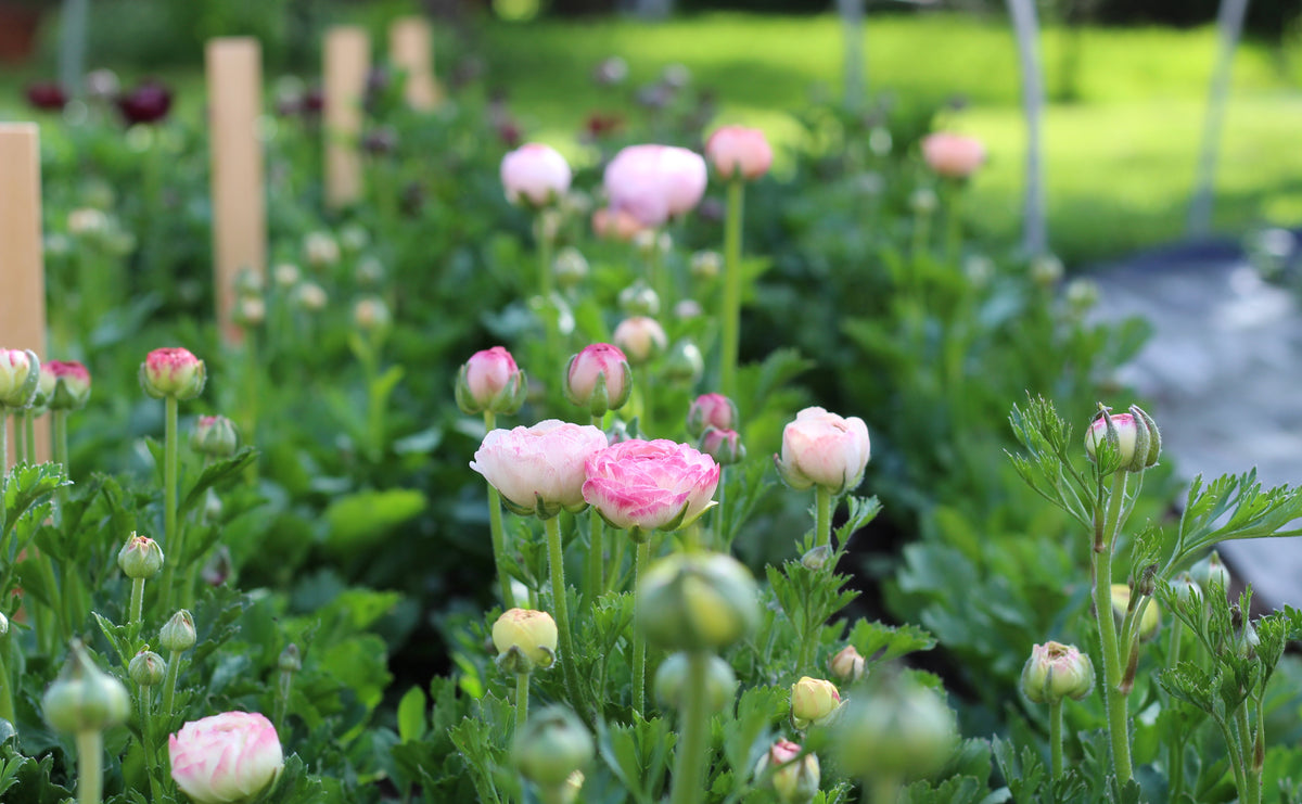 ITALIAN RANUNCULUS – ANTONIO VALENTE FLOWERS