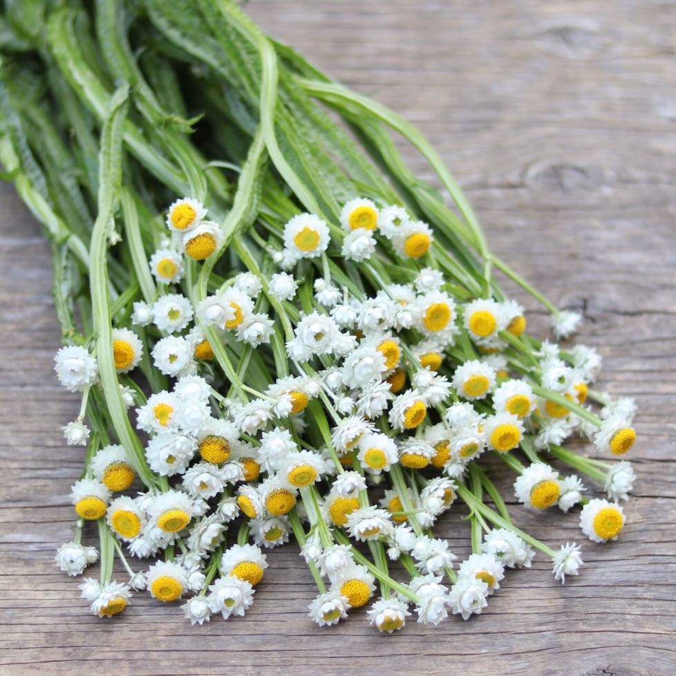 immortal flower seeds Winged Everlasting – ANTONIO VALENTE FLOWERS