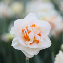 Load image into Gallery viewer, Narcissus 'Romantic Paradise'