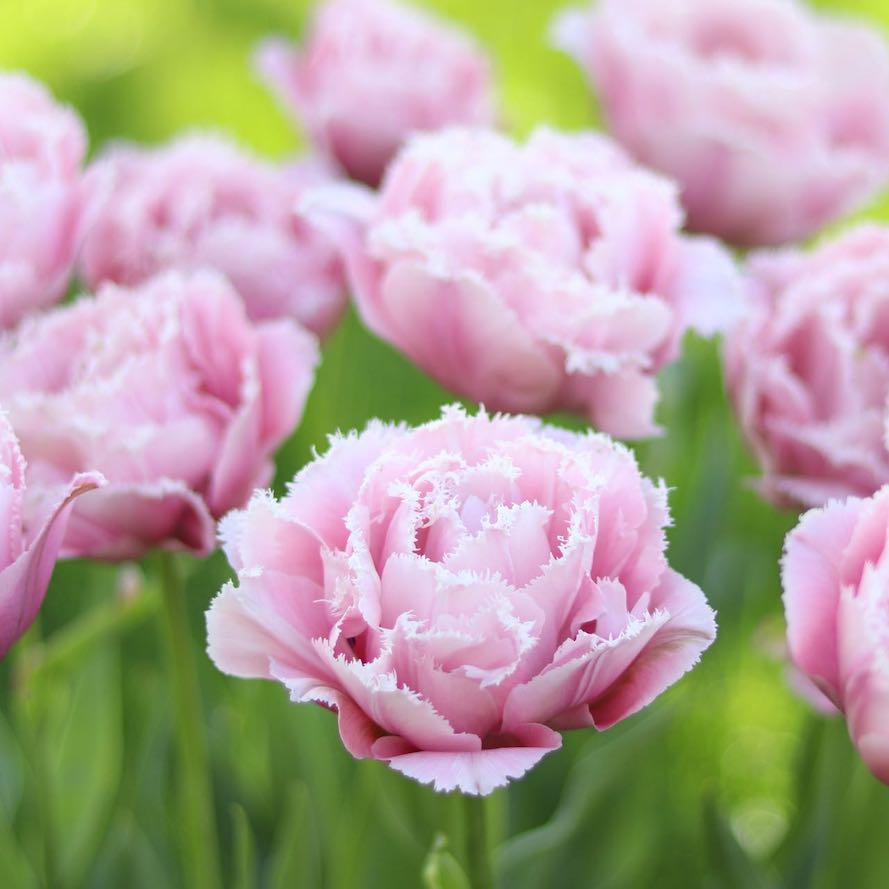 Tulip 'Pink Magic' – ANTONIO VALENTE FLOWERS