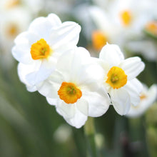 Load image into Gallery viewer, Narcissus ‘Geranium’