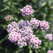Load image into Gallery viewer, Yarrow 'Love Parade'