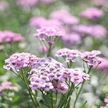Load image into Gallery viewer, Yarrow 'Love Parade'