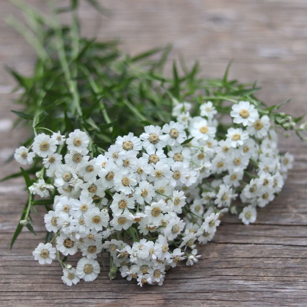 Yarrow 'The Pearl' – ANTONIO VALENTE FLOWERS