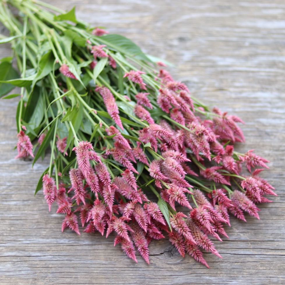 Celosia AVF's 'Raspberry Tassels' – ANTONIO VALENTE FLOWERS