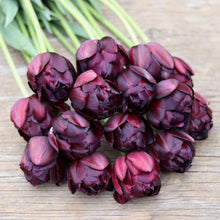 Load image into Gallery viewer, Tulip 'Black Hero'
