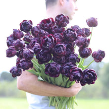 Load image into Gallery viewer, Tulip 'Black Hero'