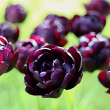 Load image into Gallery viewer, Tulip 'Black Hero'