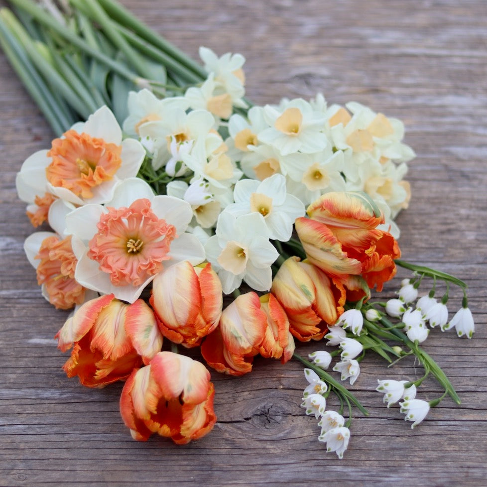 Narcissus 'Mammoth Mountain' – ANTONIO VALENTE FLOWERS