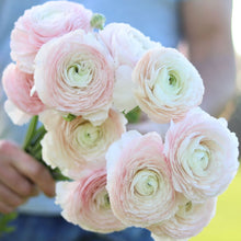Load image into Gallery viewer, Italian Ranunculus Cloni 'Favola'