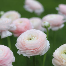Load image into Gallery viewer, Italian Ranunculus Cloni 'Favola'