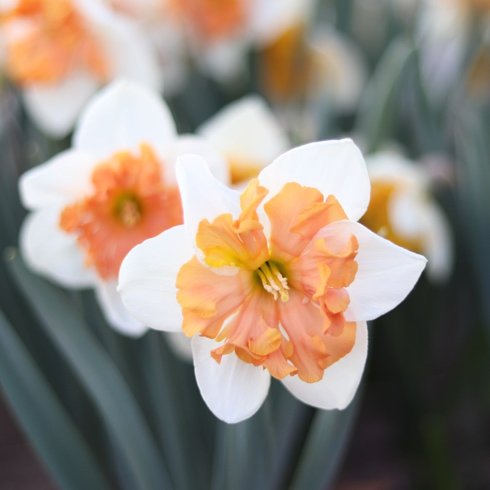 Narcissus 'Mammoth Mountain' – ANTONIO VALENTE FLOWERS