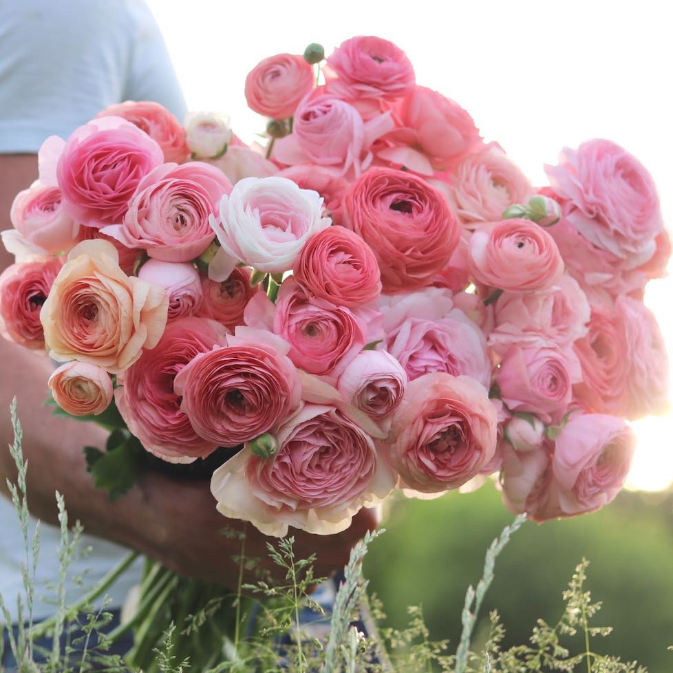 Italian Ranunculus ‘Pastelo’ – ANTONIO VALENTE FLOWERS