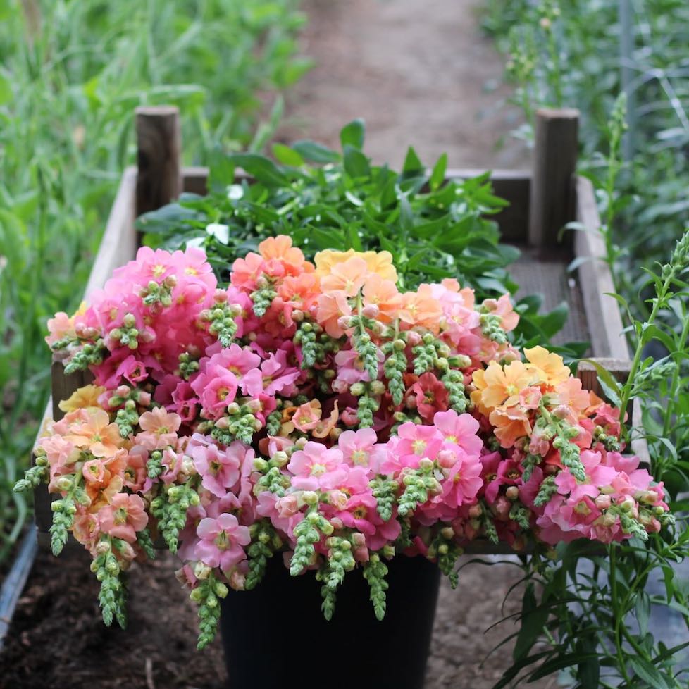 Snapdragon 'Chantilly Italian Ice Mix' – ANTONIO VALENTE FLOWERS