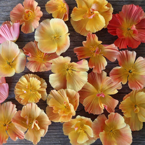 California Poppy 'Thai Silk Apricot Chiffon'