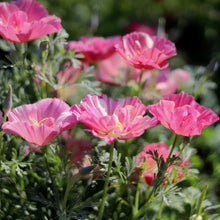 Load image into Gallery viewer, California Poppy 'Thai Silk Appleblossom Chiffon'
