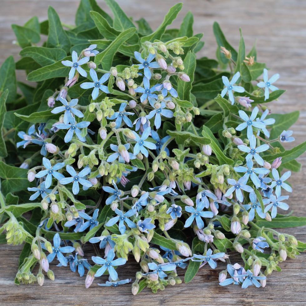 tweedia flower seeds Tweedia 'Heavenly Blue' – ANTONIO VALENTE FLOWERS