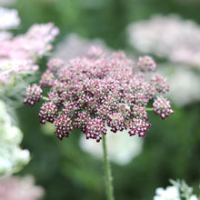 Load image into Gallery viewer, Chocolate Lace Flower 'Dara'