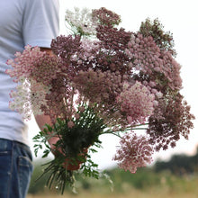 Load image into Gallery viewer, Chocolate Lace Flower 'Dara'