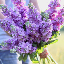 Load image into Gallery viewer, Stock 'Lavender'