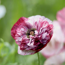 Load image into Gallery viewer, Shirley Poppy 'Pandora'