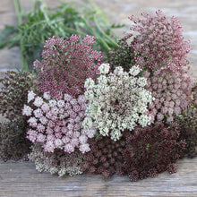 Load image into Gallery viewer, Chocolate Lace Flower 'Dara'