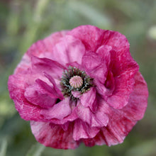 Load image into Gallery viewer, Shirley Poppy 'Pandora'