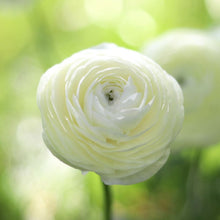 Load image into Gallery viewer, Italian Ranunculus 'Crema'