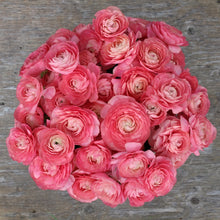 Load image into Gallery viewer, Italian Ranunculus Cloni 'Grand Pastel'