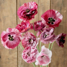 Load image into Gallery viewer, Shirley Poppy 'Pandora'
