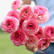 Load image into Gallery viewer, Italian Ranunculus Cloni 'Felicidade'