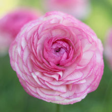 Load image into Gallery viewer, Italian Ranunculus Cloni 'Felicidade'