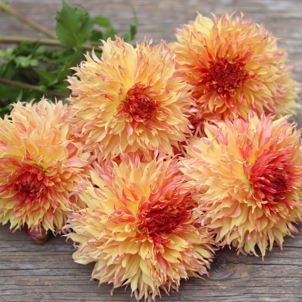myrtle's folly dahlia seeds Dahlia 'Myrtle's Folly' – ANTONIO VALENTE FLOWERS