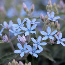 Load image into Gallery viewer, Tweedia 'Heavenly Blue'