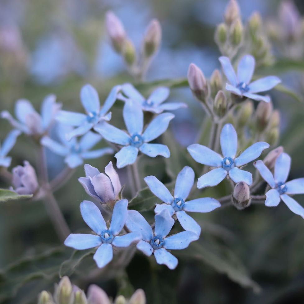Tweedia 'Heavenly Blue' – ANTONIO VALENTE FLOWERS