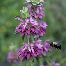 Load image into Gallery viewer, Bee Balm 'Lambada'
