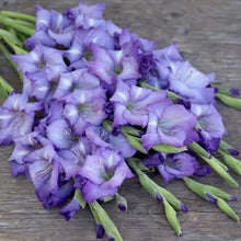 Load image into Gallery viewer, Gladiolus 'Nori'