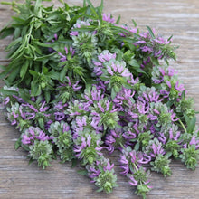 Load image into Gallery viewer, Bee Balm 'Lambada'