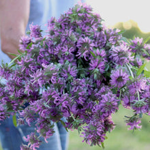 Load image into Gallery viewer, Bee Balm 'Lambada'