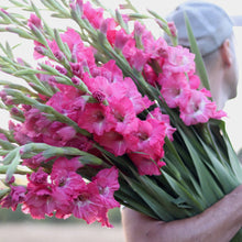 Load image into Gallery viewer, Gladiolus 'Chit Chat'