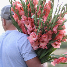 Load image into Gallery viewer, Gladiolus 'Forte Rosa'