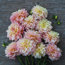 Load image into Gallery viewer, dahlia