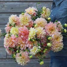 Load image into Gallery viewer, dahlia