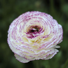Load image into Gallery viewer, ranunculus