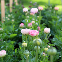 Load image into Gallery viewer, ranunculus
