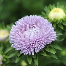 Load image into Gallery viewer, Aster &#39;Lady Coral Lavender&#39;