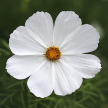 Load image into Gallery viewer, Cosmos 'Purity'