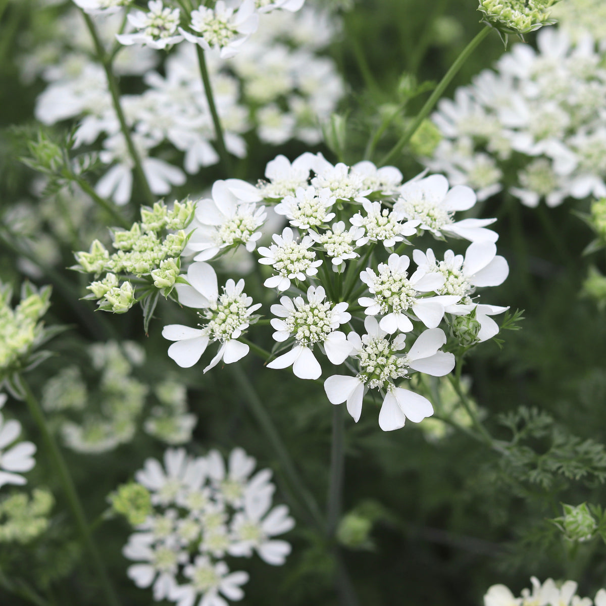 Orlaya White Lace Flower - Seeds Grown in Nova Scotia — Annapolis